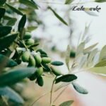 Olive Oil