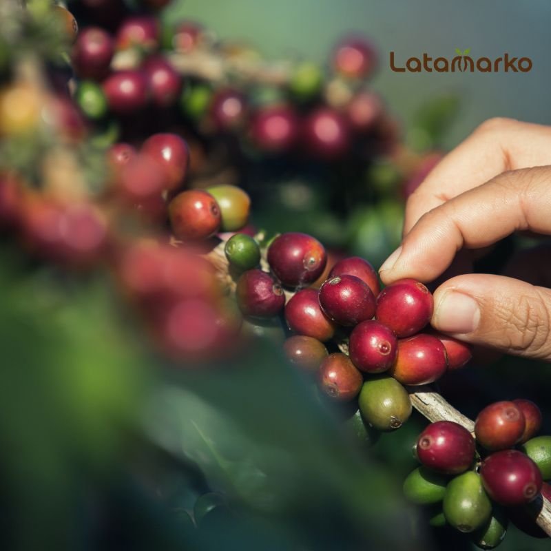 Green Coffee Beans