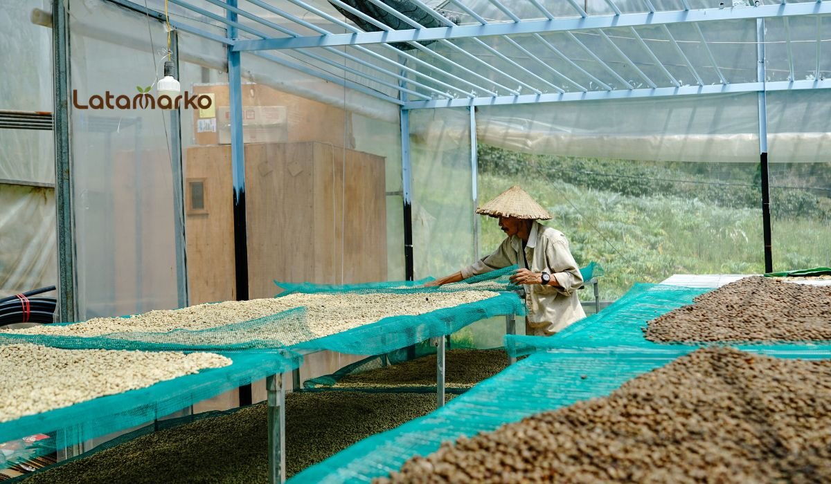 Green Coffee Beans