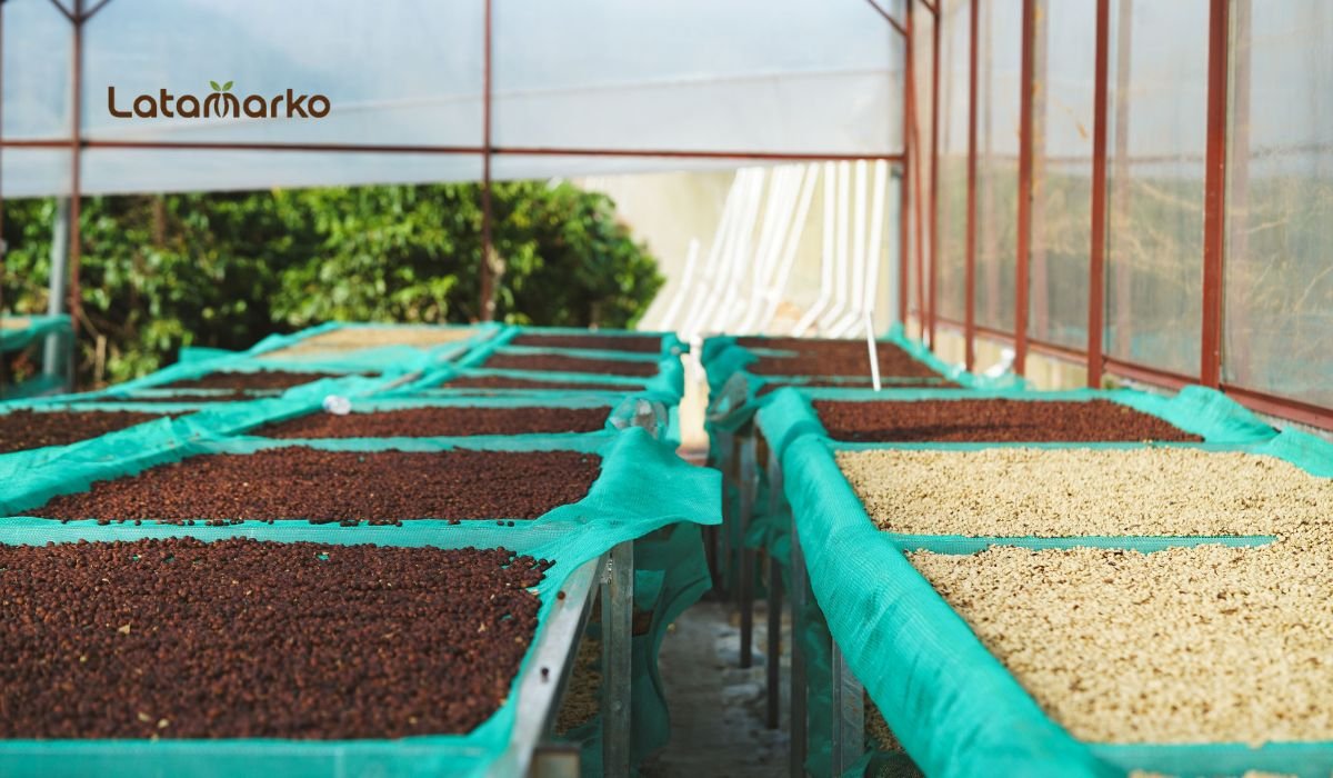 Green Coffee Beans