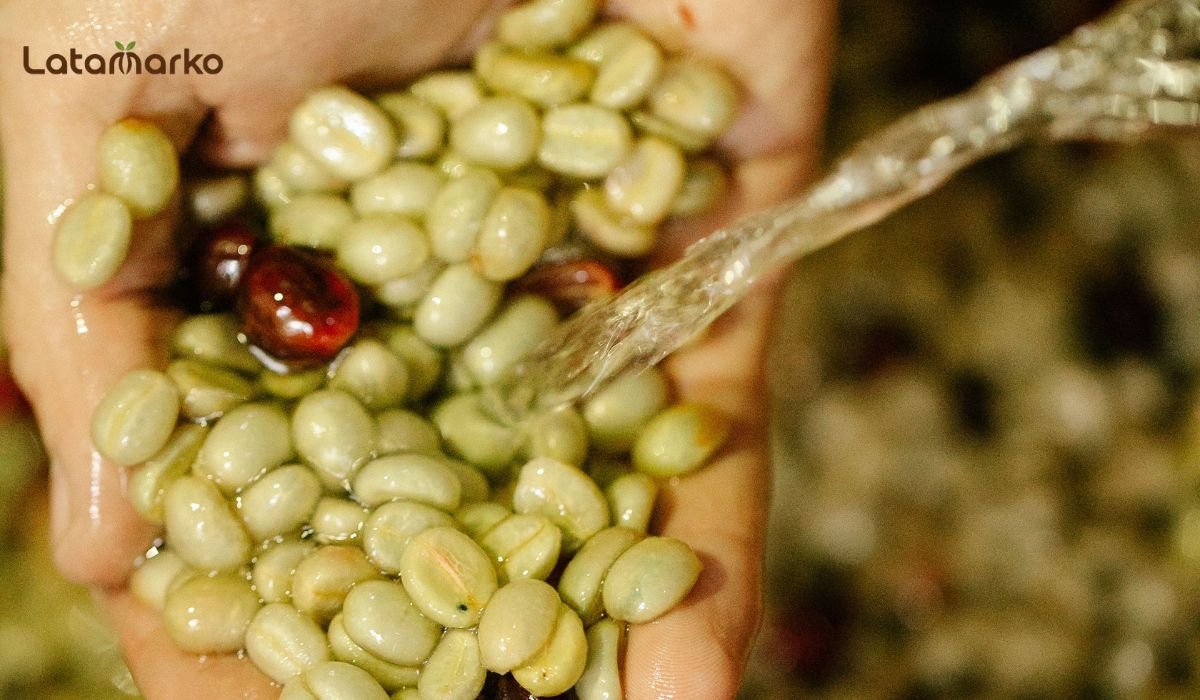 Green Coffee Beans
