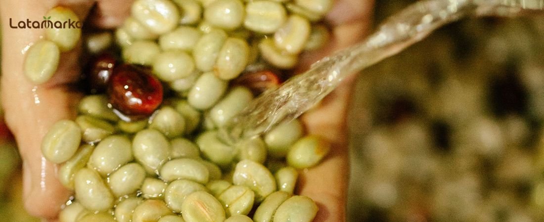 Honduras Green Coffee: High-Grown Arabica for Roasters