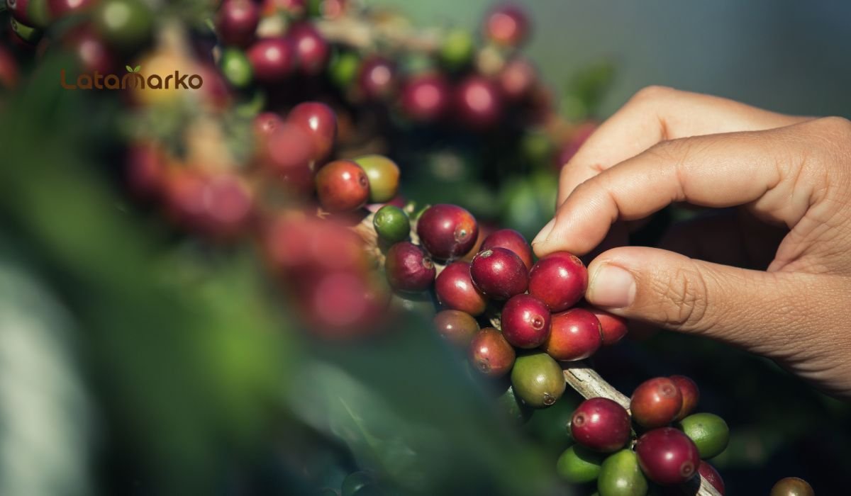 Kenya Green Coffee: Premium Arabica for Roasters